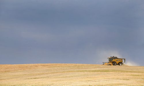 Brandon Sun A combine works to take the harvest off a field to the west of the city as the sky threatens to rain on Monday morning. (Bruce Bumstead/Brandon Sun)