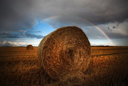 Hay bales sit under a rainbow just west of Winnipeg Saturday, September 3, 2011.(John Woods/Winnipeg Free Press)