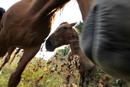 As a group of Horese pose for the camera one decides to sniff the lens in the early evening light at SouthCreek Stables in Stl Norbert Wednessday. Sept  14, 2011 (RUTH BONNEVILLE) / WINNIPEG FREE PRESS)