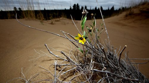 A late bloom lingers in the Spirit Sands at Spruce Woods Prvincial Park. THough the "Sands" were unaffected by the flood this summer, access was cut off untill a road could be re-built. See Alex Paul's tale. Sept 16,2011 (Phil Hossack / Winnipeg Free Press)