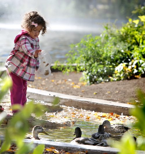Two and a half year old Kara Rhodes  empties her back full of bread to the surrounding ducks on the pond at Assiniboine Park while spending time with her Grandma - Myrna Rhodes Friday morning. Standup photo. Sept 27, 2011 Ruth Bonneville  Winnipeg Free Press