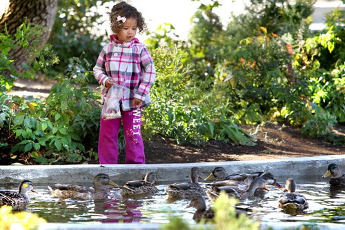 Two and a half year old Kara Rhodes feeds the ducks on the pond at Assiniboine Park while spending time with her Grandma - Myrna Rhodes Friday morning. Standup photo. Sept 27, 2011 Ruth Bonneville  Winnipeg Free Press