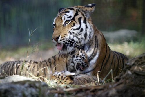Two baby tigers were unveiled at the Assiniboine Park Zoo this morning, October 3rd, 2011. (TREVOR HAGAN/WINNIPEG FREE PRESS)