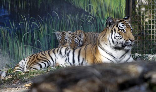 Two baby tigers were unveiled at the Assiniboine Park Zoo this morning, October 3rd, 2011. (TREVOR HAGAN/WINNIPEG FREE PRESS)