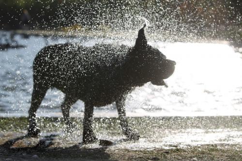 Nine Year old "Blue"  - a black lab shakes off the water after  cooling herself off in the duck pond Wednesday. See story by Melissa Martin  Oct 05, 2011 Ruth Bonneville  Winnipeg Free Press