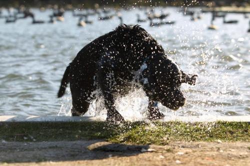 Nine Year old "Blue"  - a black lab cools herself off in the duck pond Wednesday. See story by Melissa Martin  Oct 05, 2011 Ruth Bonneville  Winnipeg Free Press