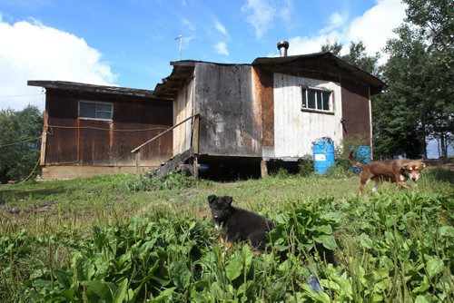 Dogs roam outside the home of  Mary E. Wood in Wasagamack First Nation. She lives in a home with no running water- See Mary Agnes No Running Water Feature  August 18, 2011   (JOE BRYKSA / WINNIPEG FREE PRESS)