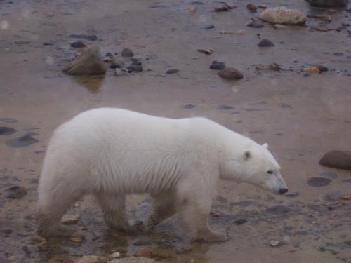 Churchill polar bears - Martin Zeilig photo from October 2010 - for Martin Zeilig story / winnipeg free press