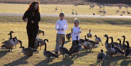 WEATHER STANDUP - Edna Sears and her boys Erik (tall one) and Drew enjoy the wonderful weather at St. Vital Park. The geese there enjoy the good eats that they are giving them. November 1, 2011 (BORIS MINKEVICH / WINNIPEG FREE PRESS)