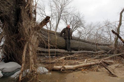 At Delta Beach, MB. Resident Don Clarkson sits on a massive tree that was uprooted on one of the lakefront properties. Clarkson also sits on the Association of Lake Manitoba Stakeholders. November 8, 2011 (BORIS MINKEVICH/ WINNIPEG FREE PRESS)