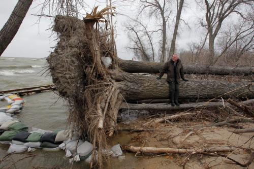 At Delta Beach, MB. Resident Don Clarkson sits on a massive tree that was uprooted on one of the lakefront properties. Clarkson also sits on the Association of Lake Manitoba Stakeholders. November 8, 2011 (BORIS MINKEVICH/ WINNIPEG FREE PRESS)