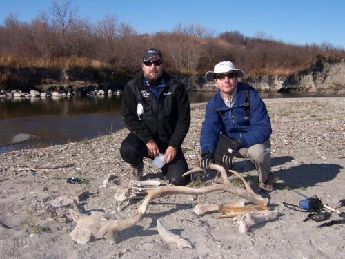 Avid amateur paleontologist Andrew Fallak (who organized the outing) and yours truly kneeling beside our collection â most notably, part of a very old and enormous bull elk antler, and a bison skull with the horn core (in the left foreground), plus other bison bones  remains of other creatures.   Photo taken by Dr. Robert Wrigley.  martin zeilig story winnipeg free press