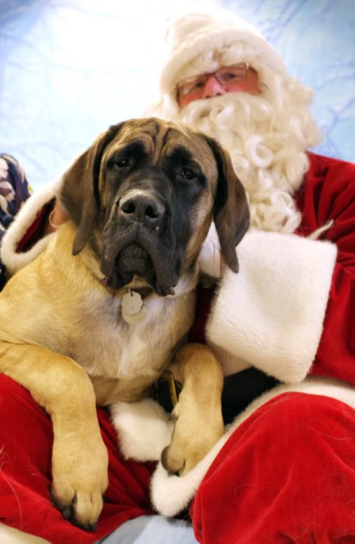 Free Press humour columnist Doug Speirs, with 10-month-old bull mastiff Sadie, volunteers his time as Santa Paws for the annual holiday pet pics day at the Winnipeg Humane Society. All proceeds go to the society.  (Mike Aporius / Winnipeg Free Press)