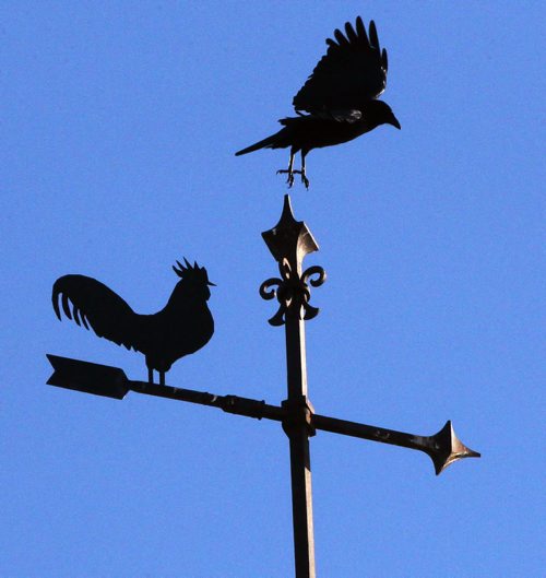 A crow flies from  the top of a weather vein at Grace Bible Church at 366 Oakwood Avenue in Winnipeg Tuesday   Standup photo November 22, 2011   (JOE BRYKSA / WINNIPEG FREE PRESS)