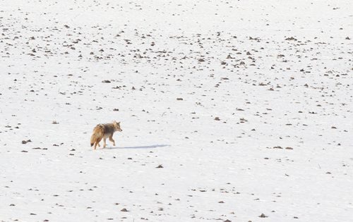 Brandon Sun A lone coyote makes its way across a snow-covered north of the Trans-Canada Highway in the Assiniboine River valley on Wednesday afternoon. (Bruce Bumstead/Brandon Sun)