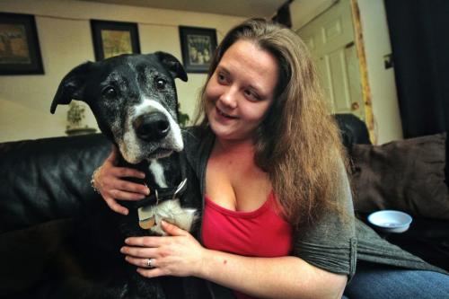 Dozer, 9, a lab boxer cross was finally reunited with his family, Cheryl Desrosiers, after spending fifty one days, Nov 18 - Jan 09, loose.  120113 Mike Deal / Winnipeg Free Press