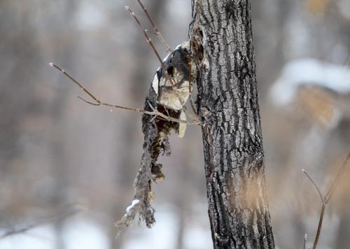 The remains of a fish were found stuck to a tree along the river bed of the Assiniboine River Wednesday afternoon. Wierd standup. Feb 01 , 2012 (Ruth Bonneville / Photographer) Winnipeg Free Press