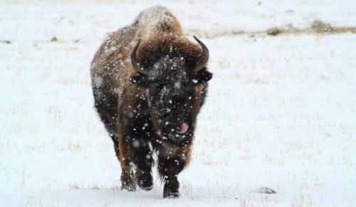 Snow settles onto one of the bison at FortWhyte Alive Wednesday afternoon as Winnipeg experienced its first decent snow fall of the new year.  120215 Mike Deal / Winnipeg Free Press