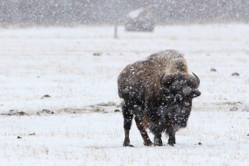 Snow settles onto a bison at FortWhyte Alive Wednesday afternoon as Winnipeg experienced its first decent snowfall of the year.  120215 Mike Deal / Winnipeg Free Press