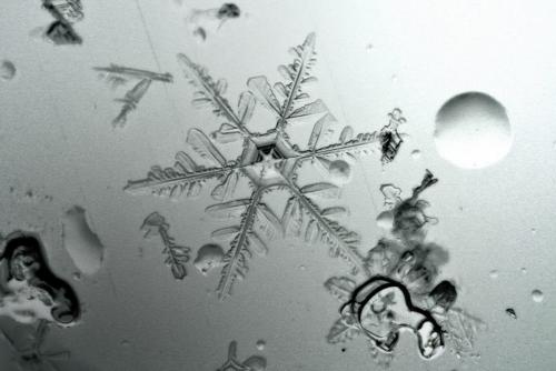 A snowflake on a window during today's snowfall. Captured with a macro lens the snowflake looks larger than life, though in reality it is only a few millimeters across. 120221 Mike Deal / Winnipeg Free Press