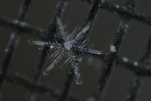 A snowflake on a screen door  during today's snowfall. Captured with a macro lens the snowflake looks larger than life, though in reality it is only a few millimeters across. 120221 Mike Deal / Winnipeg Free Press