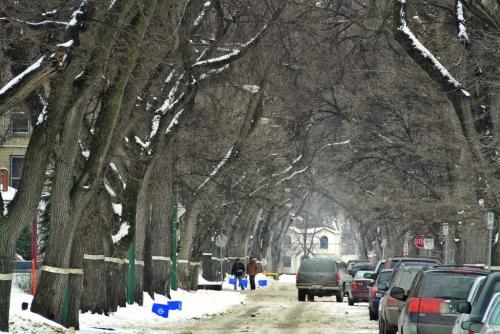 Pedestrian's go about their daily routine in Wolseley beneath the elm canopy.  The City of Winnipeg said today it will draft a comprehensive strategy to better protect and enhance city elm trees. 120306 March 06, 2012 Mike Deal / Winnipeg Free Press