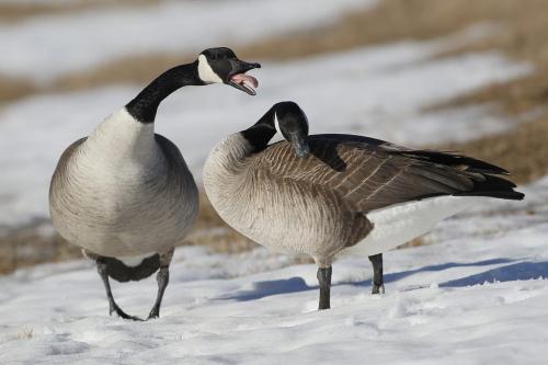 March 11, 2012 - 120311  -  A couple of geese squabble in Whyte Ridge Sunday, March 11, 2012.    John Woods / Winnipeg Free Press