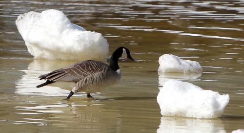 A Canadian Goose wades through the icebuergs in St. Vital Park pond Wednesday afternoon. March 14, 2012  BORIS MINKEVICH / WINNIPEG FREE PRESS
