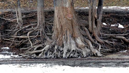 Across from the River Trail at the Forks a heritage tree's roots are exposed after the riverbank it once lived in was washed away. Standup photo. March 14, 2012  BORIS MINKEVICH / WINNIPEG FREE PRESS