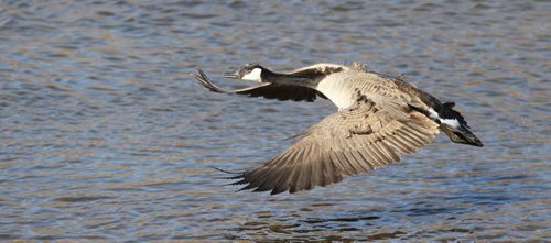 Brandon Sun SIGNS OF SPRING--A Canada goose takes to the air from the open water on the Little Saskatchewan River, down stream from the dam at Lake Minnedosa on Thursday afternoon. (Bruce Bumstead/Brandon Sun)