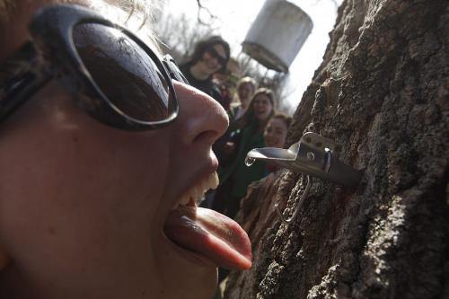 March 17, 2012 - 120317  -  As her friends look on Kaela-Mae Hlushko waits for a drop of sap to fall on her tongue from a freshly tapped maple tree at the MAnitoba Maple Syrup workshop at St. Norbert Arts Centre Saturday March 17, 2012.    John Woods / Winnipeg Free Press