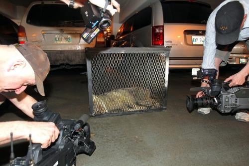 A coyote that was trapped on the second floor of a parkade on Albert Street.  March 19, 2012  BORIS MINKEVICH / WINNIPEG FREE PRESS