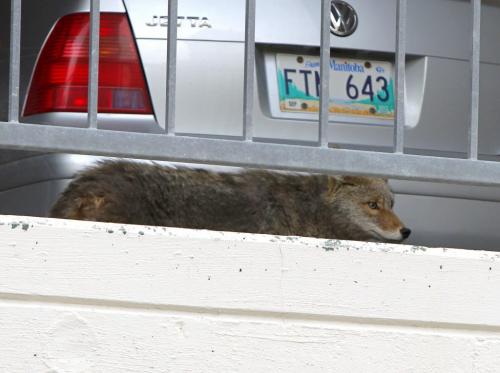 A coyote walks around just before it was trapped on the second floor of a parkade on Albert Street.  March 19, 2012  BORIS MINKEVICH / WINNIPEG FREE PRESS