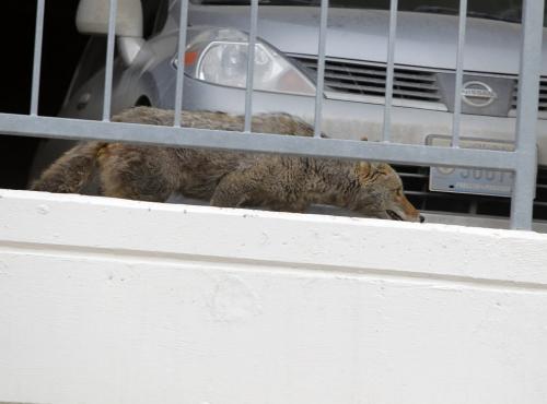 A coyote walks freely just before it was trapped on the second floor of a parkade on Albert Street.  March 19, 2012  BORIS MINKEVICH / WINNIPEG FREE PRESS