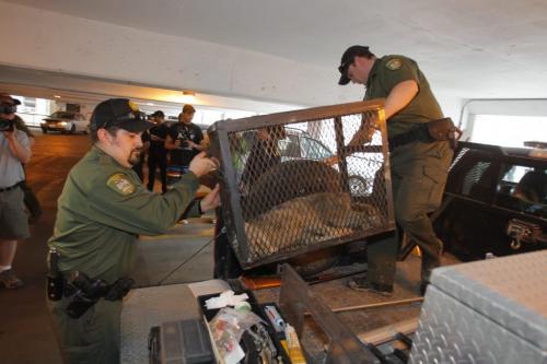 Conservation load up a coyote that was trapped on the second floor of a parkade on Albert Street.  March 19, 2012  BORIS MINKEVICH / WINNIPEG FREE PRESS