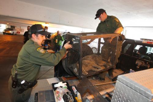 Conservation officers load up a coyote that was trapped on the second floor of a parkade on Albert Street.  March 19, 2012  BORIS MINKEVICH / WINNIPEG FREE PRESS