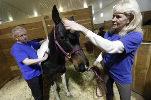 March 20, 2012 - 120320  -  At West Wind Stables, Manitoba Riding for the Disabled volunteers Marv Ginter and Jette Fowler are photographed with volunteer horse Holly, which is owned by Candace Reid, Tuesday March 20, 2012. John Woods / Winnipeg Free Press