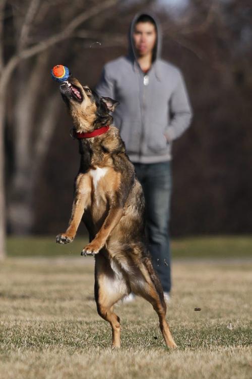March 25, 2012 - 120325 -  Jordan Gosselin and four year old Sadie play some fetch at Assiniboine Park Sunday January 17, 2012. John Woods / Winnipeg Free Press