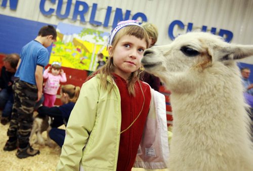 Brandon Sun The petting zoo in the "Through The Farm Gate" exhibit continued to be a popular draw during the 105th annual Royal Manitoba Winter Fair on its opening day, Monday afternoon.  (Colin Corneau/Brandon Sun)