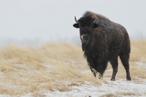 March 27, 2012 - 120327  -  A bison on highway 67 braves the cool weather and snow Tuesday March 27, 2012.    John Woods / Winnipeg Free Press