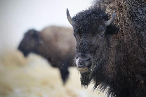March 27, 2012 - 120327  -  A couple bison on highway 67 brave the cool weather and snow Tuesday March 27, 2012.    John Woods / Winnipeg Free Press