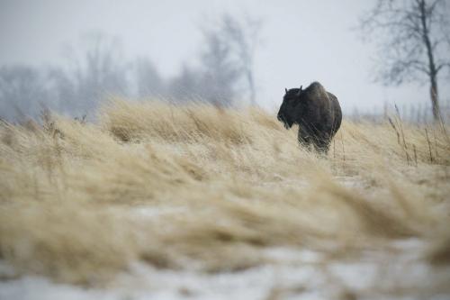 March 27, 2012 - 120327  -  A bison on highway 67 braves the cool weather and snow Tuesday March 27, 2012.    John Woods / Winnipeg Free Press