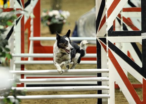 Brandon Sun An entrant in the Dog and Horse Relay event goes through his paces Wednesday night's show at the Royal Manitoba Winter Fair. (Colin Corneau/Brandon Sun)