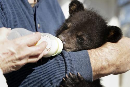 Rene Dubois, a retired construction worker, found this baby bear in a ditch last week and has been taking care of it since, to the delight of the kids in St. Malo where they live. See Kelly Graham story. 120403 - Tuesday, April 03, 2012 -  (MIKE DEAL / WINNIPEG FREE PRESS) makoon