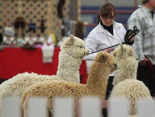 Brandon Sun A competitor in the Keystone Alpaca Classic had her hands full as she waits to enter the show ring during Saturday's show in the Westoba Ag Centre of Excellence. (Bruce Bumstead/Brandon Sun)