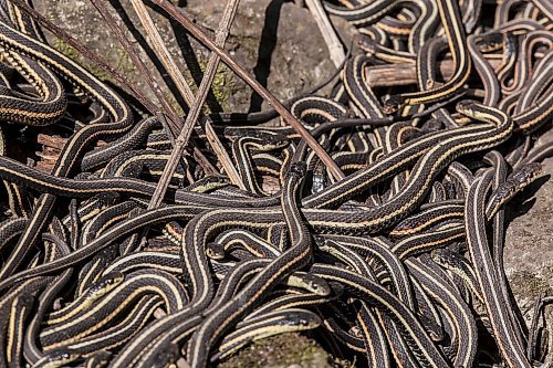A mating ball of garter snakes at the Narcisse snake dens north of Inwood on Monday. The snakes normally emerge from their wintering dens at the end of April, but officials have noticed an earlier than normal emergence this spring due to warmer temperatures.  120423 - Monday, April 23, 2012 -  Melissa Tait / Winnipeg Free Press