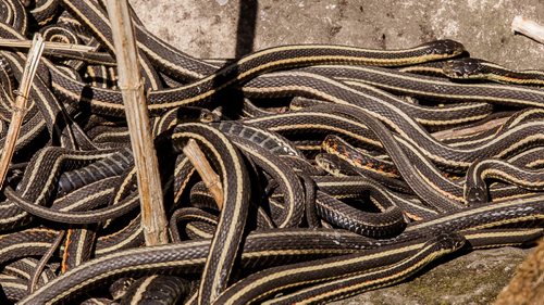 Garter snakes slither over each other searching to mate with a female at the Narcisse snake dens north of Inwood on Monday. The snakes normally emerge from their wintering dens at the end of April, but officials have noticed an earlier than normal emergence this spring due to warmer temperatures.  120423 - Monday, April 23, 2012 -  Melissa Tait / Winnipeg Free Press