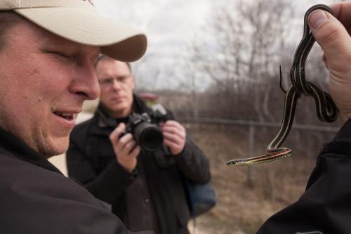 Chris Jensen holds up a male garter snake at the Narcisse snake dens north of Inwood on Monday. The snakes normally emerge from their wintering dens at the end of April, but officials have noticed an earlier than normal emergence this spring due to warmer temperatures. 120423 - Monday, April 23, 2012 -  Melissa Tait / Winnipeg Free Press