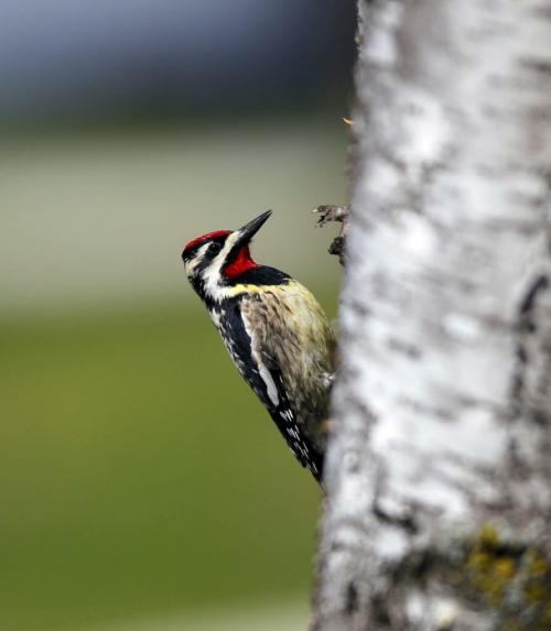 A Yellow-bellied Sapsucker hangs out on a birch tree in St. Vital. The Yellow-bellied Sapsucker is considered a keystone species. Other species take advantage of the holes that the birds make in trees. A group of sapsuckers are collectively known as a "slurp" of sapsuckers. April 24, 2012  BORIS MINKEVICH / WINNIPEG FREE PRESS