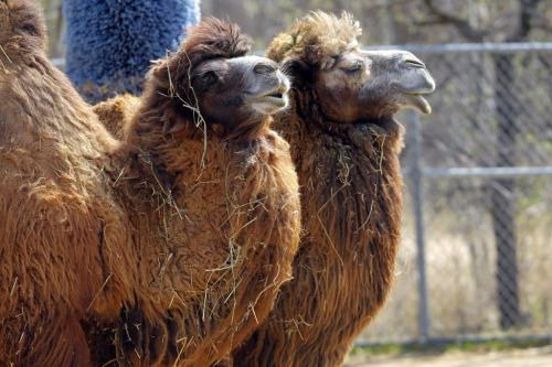 A pair of Bactrian Camel's shoot the breeze at the Assiniboine Park Zoo. (from wiki) It is one of the two surviving species of camel.[2] The Bactrian camel has two humps on its back, in contrast to the single-humped dromedary camel. April 30, 2012  BORIS MINKEVICH / WINNIPEG FREE PRESS